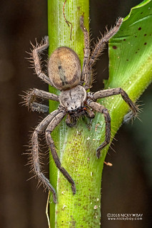 Huntsman spider (cf. Damastes sp.) - DSC_1734