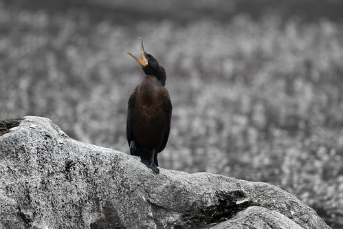 doublecrestedcomorant phalacrocoraxauritus