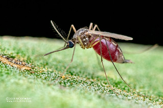 Mosquito (Culicidae) - DSC_9430