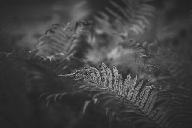 2018.09.03_246/365 - The Silence of the Fern