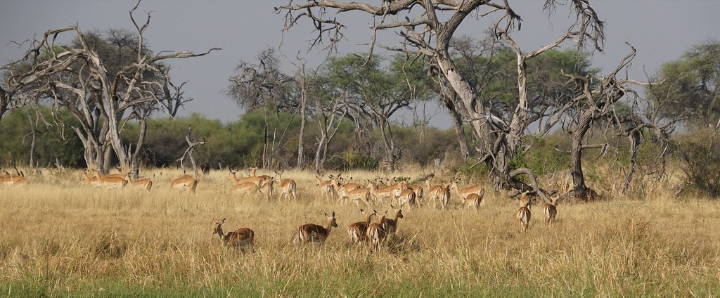 De Moremi a Savuti, entre jirafas y elefantes - BOTSWANA, ZIMBABWE Y CATARATAS VICTORIA: Tras la Senda de los Elefantes (7)