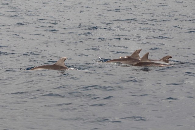ver delfines y ballenas en tenerife