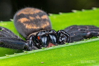 Huntsman spider (Damastes sp.) - DSC_9505