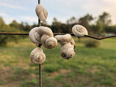 Snails (3) - Photo of Puget-Ville