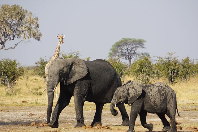 De Moremi a Savuti, entre jirafas y elefantes - BOTSWANA, ZIMBABWE Y CATARATAS VICTORIA: Tras la Senda de los Elefantes (30)