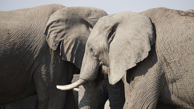 De Moremi a Savuti, entre jirafas y elefantes - BOTSWANA, ZIMBABWE Y CATARATAS VICTORIA: Tras la Senda de los Elefantes (39)