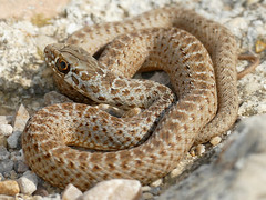Montpellier Snake (Malpolon monspessulanus) juvenile male (Found by Jean Nicolas) - Photo of Valras-Plage