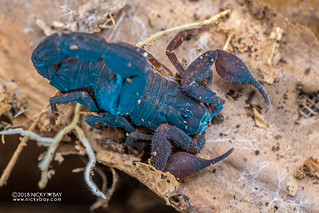 Scorpion (Grosphus sp.) - DSC_2427