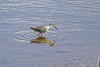 Chevalier arlequin - Tringa erythropus - Spotted Redshank<br>Vendée
