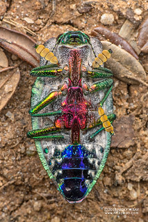 Jewel beetle (Polybothris sp.) - DSC_2639