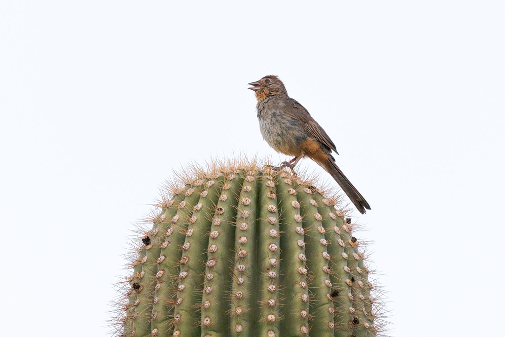 A canyon towhee sings atop a saguaro before the sun crests above the distant hills on the Upper Ranch Trail in McDowell Sonoran Preserve in Scottsdale, Arizona