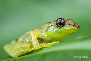 Free Madagascar Frog (Guibemantis liber) - Guibemantis liber) - DSC_1811
