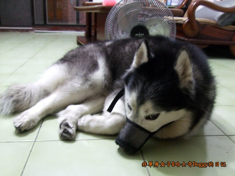 哈士奇Doggy2012-15