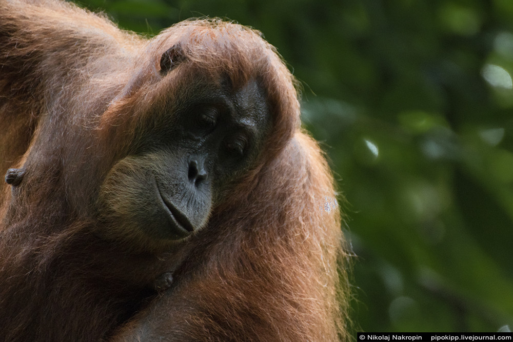 Дамы-орангутаны с Суматры красят губы помадой Апакабар, Букит, когда, макака, ответил, человек, Лесной, этого, человека, вверх, созданий, любопытством, землю, умный, прекрасно, Пусть, Лаванг, Пошли, ренданг, радовался