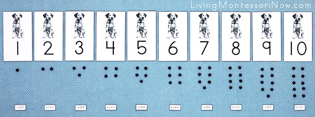 Dalmatian Cards and Counters Layout with Odd and Even Labels