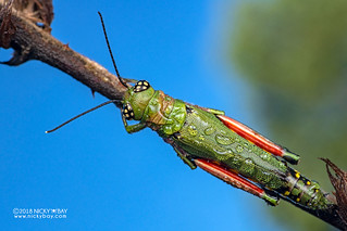 Grasshopper (Euthymia sp.) - DSC_0745