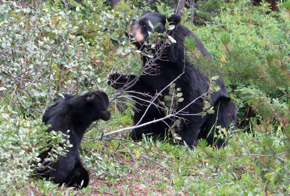 black-bears-banff-park