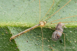 Daddy-long-legs spider (Leptopholcus sp.) - DSC_2446b