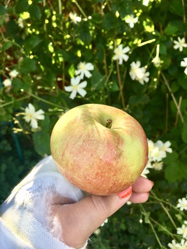 different kind of apples, sept 2018
