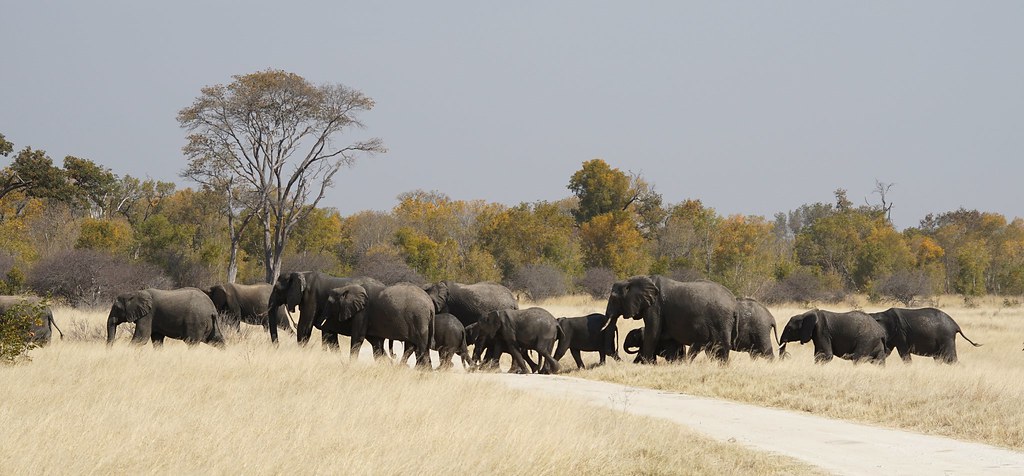 BOTSWANA, ZIMBABWE Y CATARATAS VICTORIA: Tras la Senda de los Elefantes - Blogs de Africa Sur - Así empezó todo... (2)