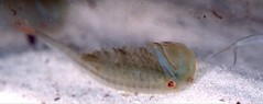 Fairy Shrimp (Chirocephalus diaphanus) - Photo of Cornus