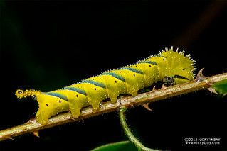 Caterpillar - DSC_0615