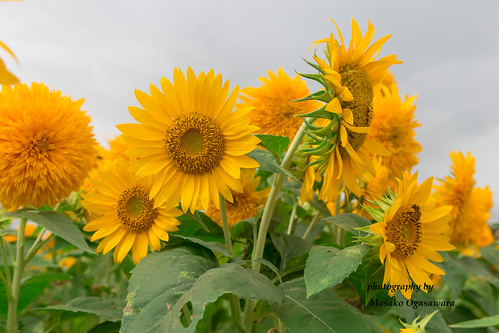 sunflower fields at the Akeno Sunflower Festiva