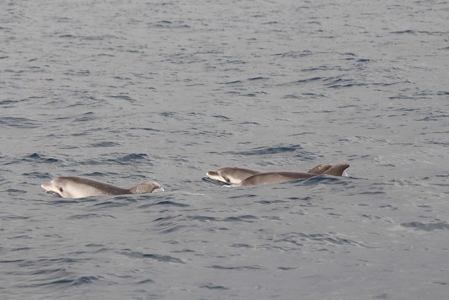 ver delfines y ballenas en tenerife