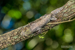 Mossy leaf-tailed gecko (Uroplatus sikorae) - DSC_1521