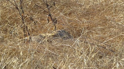 Barn Owl (Tyto alba), Villa Creek, Cayucos, CA
