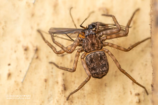 Flatty spider (Hovops sp.) - DSC_2086