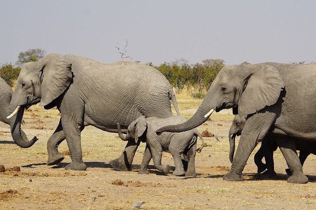 De Moremi a Savuti, entre jirafas y elefantes - BOTSWANA, ZIMBABWE Y CATARATAS VICTORIA: Tras la Senda de los Elefantes (29)
