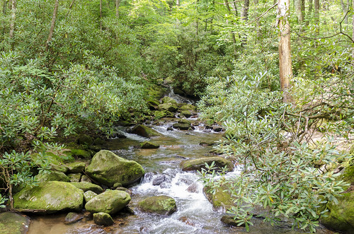 jones gap the south carolina forest woods outdoor landscape water stream middle saluda