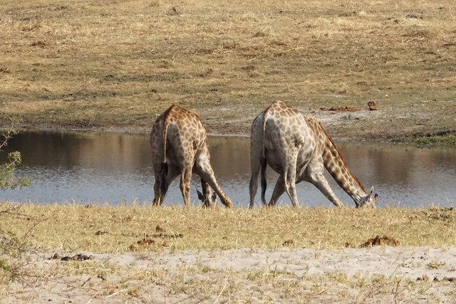 Safari en Makgadikgadi Pans National Park: este año se llevan las rayas - BOTSWANA, ZIMBABWE Y CATARATAS VICTORIA: Tras la Senda de los Elefantes (27)