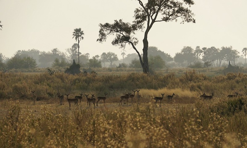 Delta del Okavango: safari a pie y paseos en mokoro, emoción y relax en Botswana - BOTSWANA, ZIMBABWE Y CATARATAS VICTORIA: Tras la Senda de los Elefantes (3)