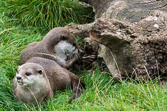 Otters - An Exhibition of work from Ken Dixon