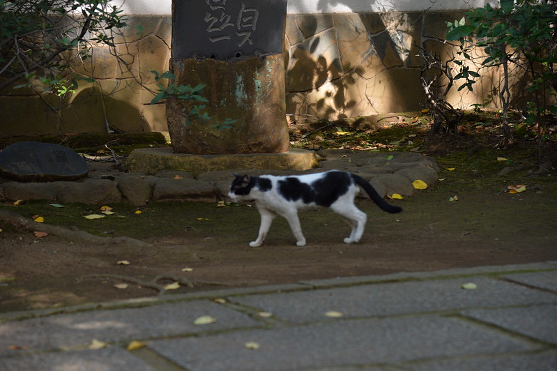 Nikon Df+AF S NIKKOR 24 120mm f4 0G ED VR南池袋法明寺の猫 黒白