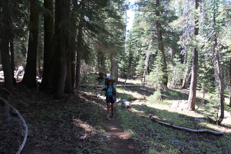 We finally get some needed shade as the Velma Lakes Trail enters a forested area