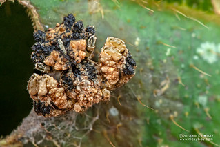Bird dung crab spider (Phrynarachne rugosa) - DSC_2558