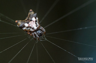 Spiny orb weaver (Acrosomoides acrosomoides) - DSC_9457