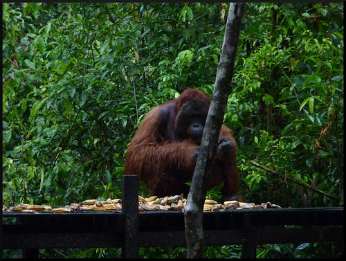 Indonesia en 2 semanas: orangutanes, templos y tradiciones - Blogs de Indonesia - Parque Nacional Tanjung Puting (11)