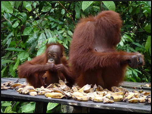 Indonesia en 2 semanas: orangutanes, templos y tradiciones - Blogs de Indonesia - Parque Nacional Tanjung Puting (32)