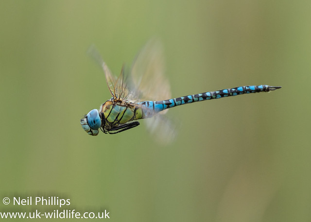 Southern migrant hawker dragonfly-6