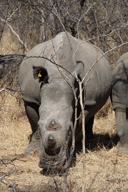 Matobo National Park: kopjes, arte rupestre y rinocerontes - BOTSWANA, ZIMBABWE Y CATARATAS VICTORIA: Tras la Senda de los Elefantes (11)
