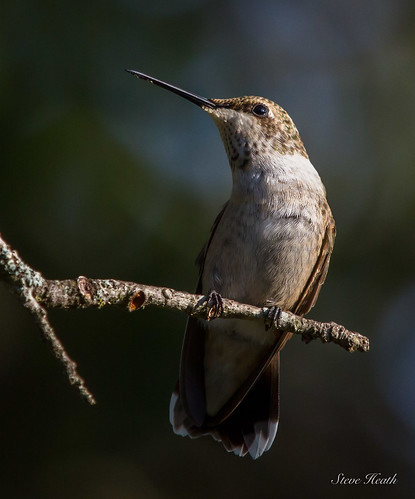 hummingbirds birds texas