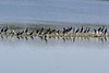 Grands Cormorans - Phalacrocorax carbo - Great Cormorant<br>Région parisienne