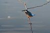 Martin-pêcheur d'Europe - Alcedo atthis - Common Kingfisher<br>Région parisienne