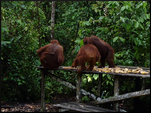 Indonesia en 2 semanas: orangutanes, templos y tradiciones - Blogs de Indonesia - Parque Nacional Tanjung Puting (27)