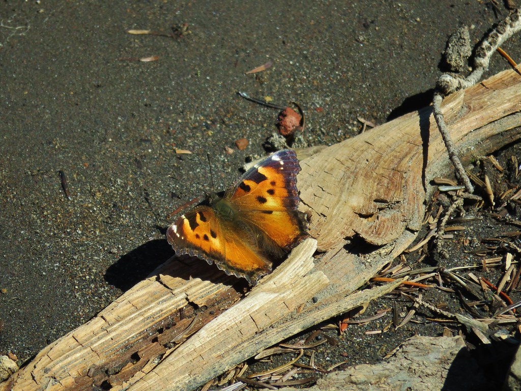 Buttefly at Carl Lake
