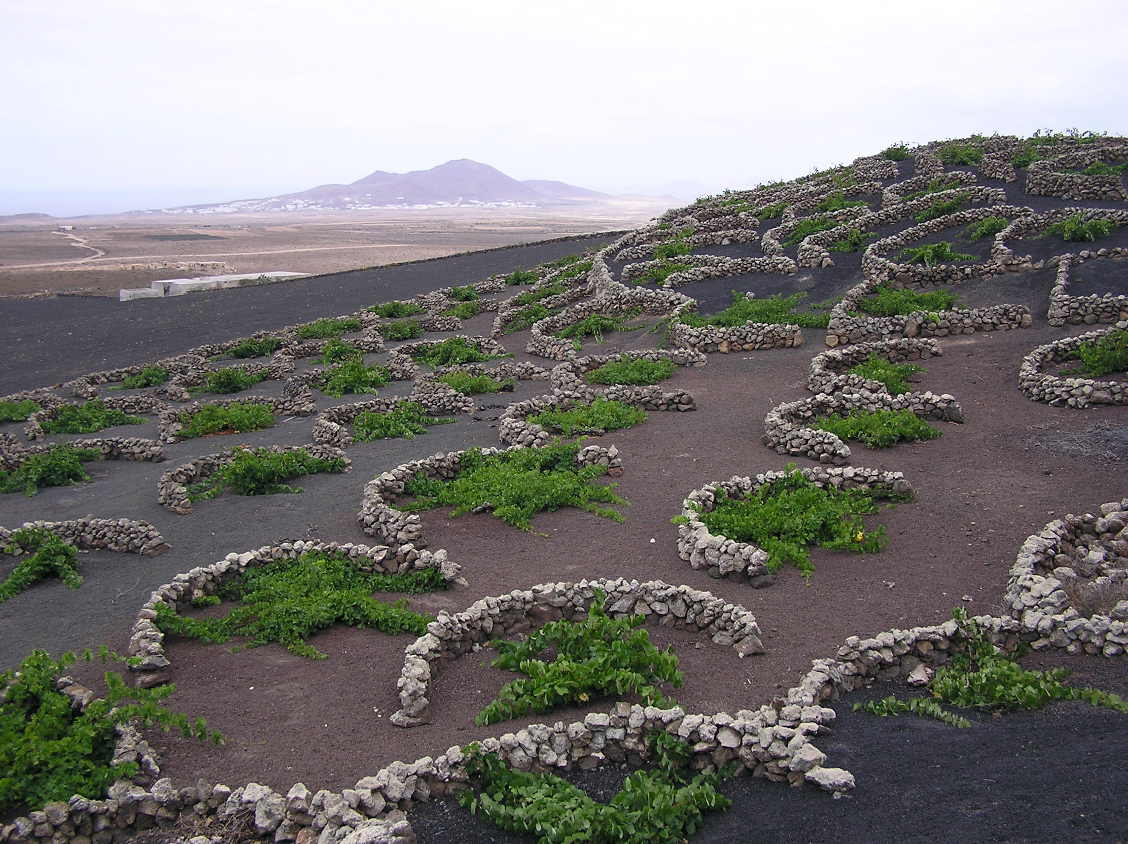 Malvasia grape vines growing in topsoil, covered in lapilli, La Geria, Lanzarote, Canary Islands. The low, curved walls protect the vines from the constant, drying wind. Photo taken in July 2006.